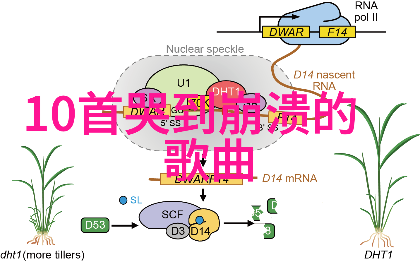 玖月影视我在这里为你揭秘流星花园里的那些事儿