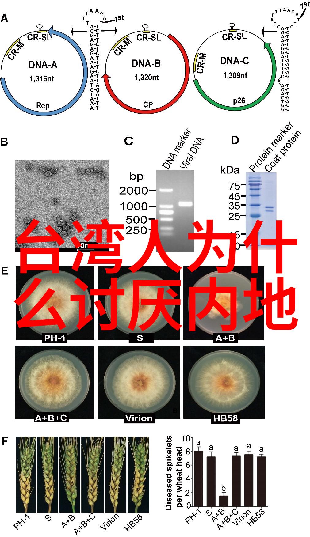 环境变化如何塑造了我们所知的大陆形态