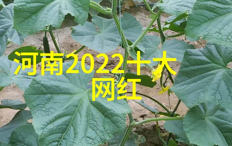 半熟恋人在百川综艺季中立足30岁的择偶观进行深入探讨