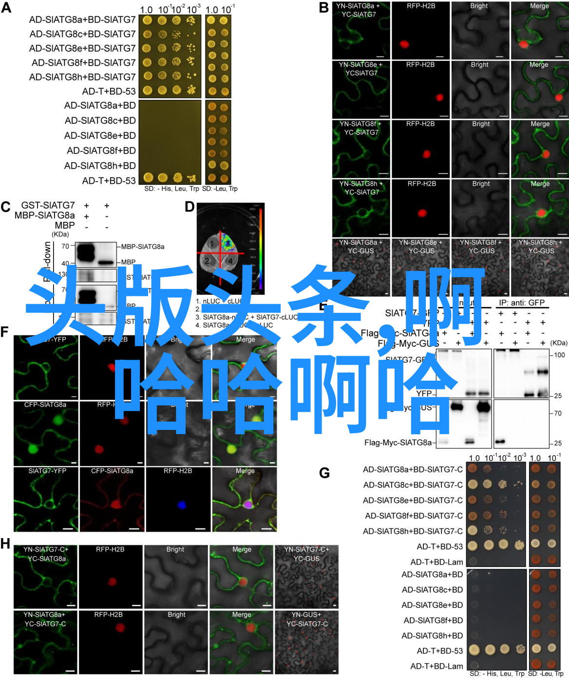 写真是什么啊咱们来聊聊这不易的文字生涯