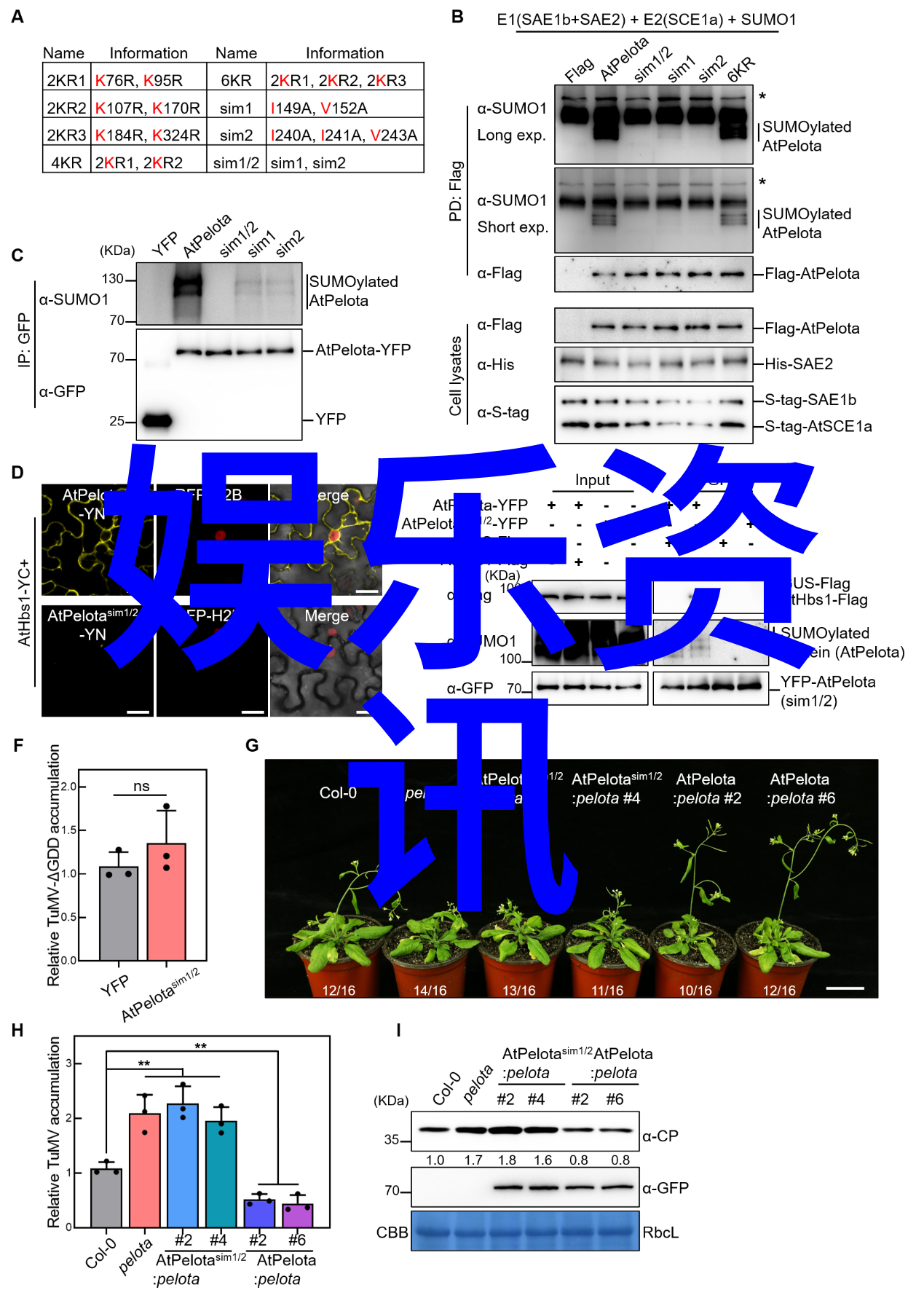 Orange Caramel撒娇认证照请多多支持上海之恋