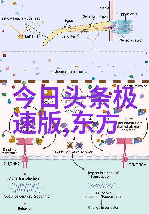 超凡美丽的摄影艺术揭秘极品美女写真背后的故事