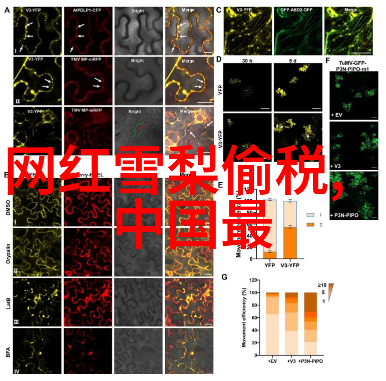 笑谈八卦揭秘方位风水口诀的幽默之谜