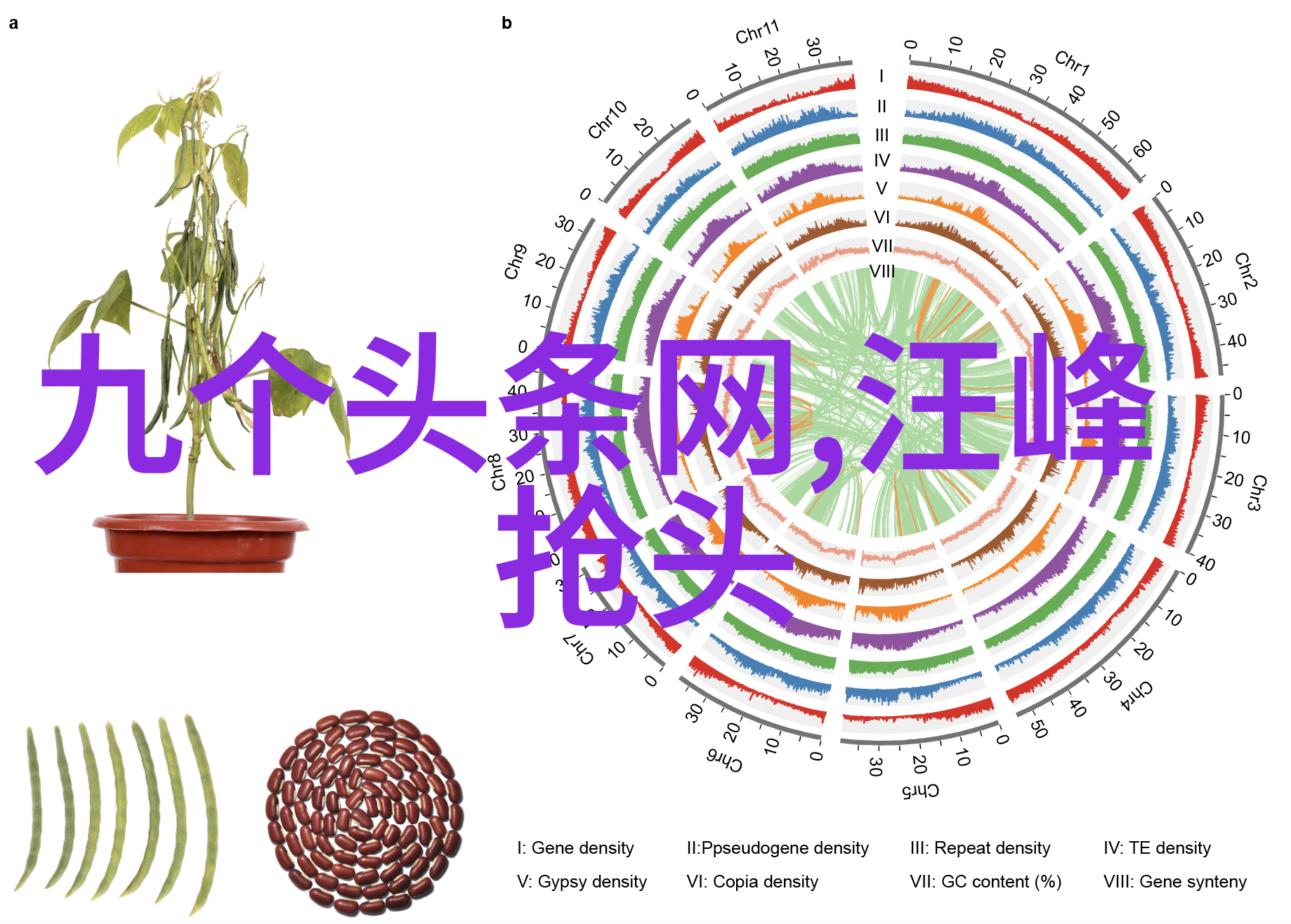 占星术与中国文化的融合-八卦图中的含义古代智慧与宇宙之谜