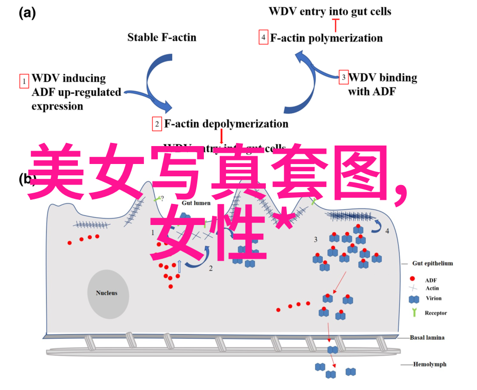 斗罗大陆完整版高清动漫免费观看探秘神秘的幻兽世界