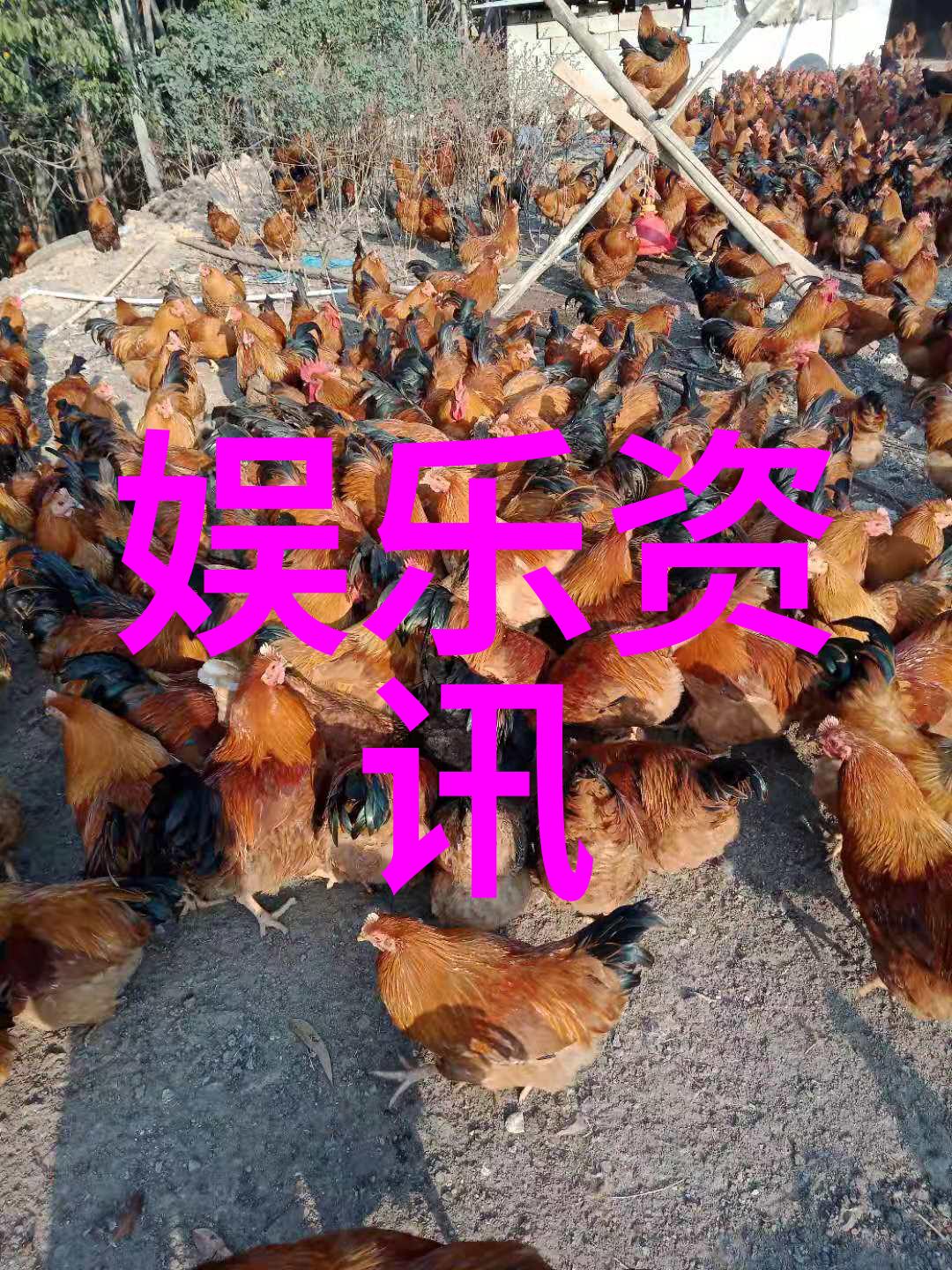 主题-娱乐圈的阴影孙菲菲霸凌事件真相