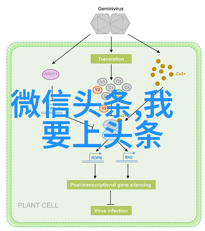 迫的爱人爱情与责任的交错