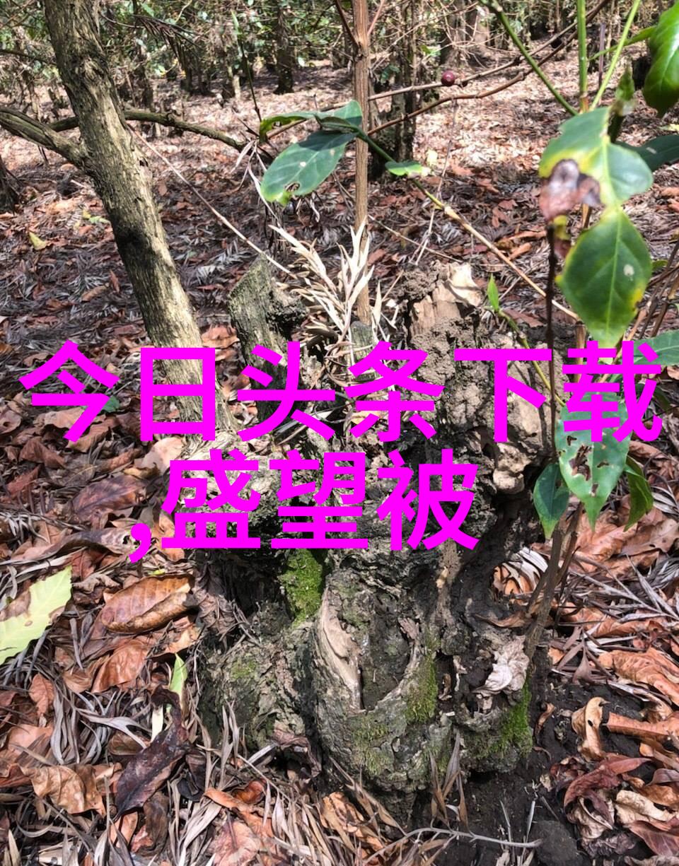 追逐梦想的边界媚者无疆电视剧中的成长故事