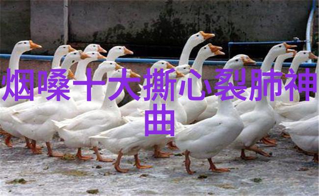 中国吉祥如意揭秘2023时翔云原唱民族歌曲的网络神话