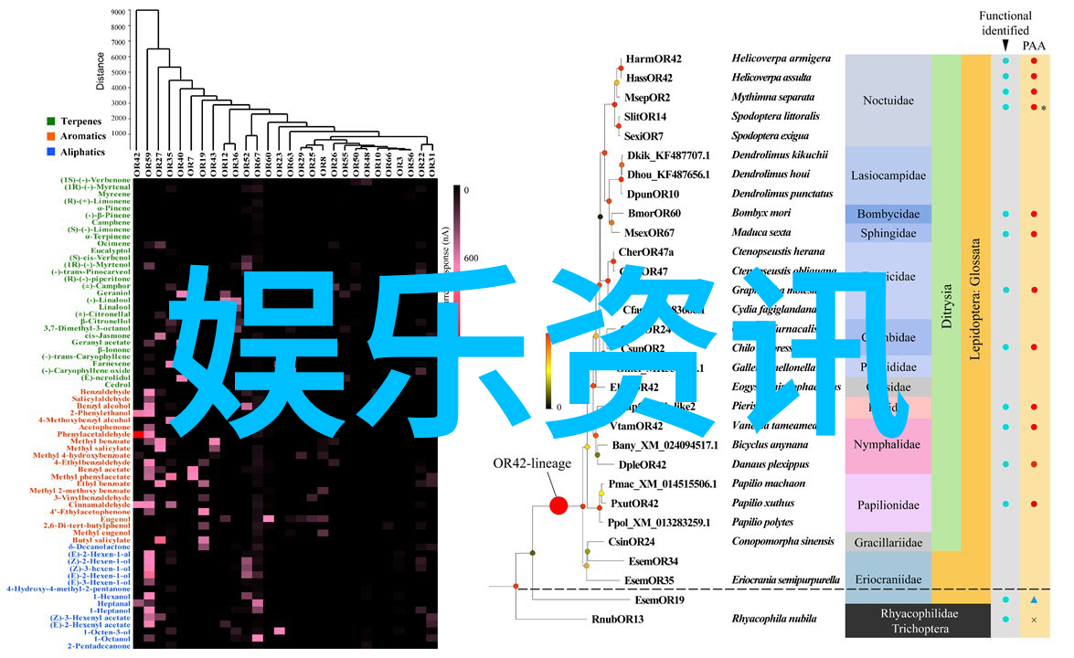 日本成人综艺夜未眠的笑声与泪