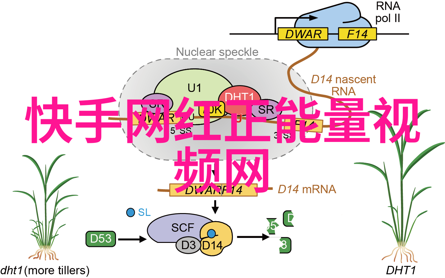 快乐大本营综艺欢笑的节拍与灵魂的碰撞