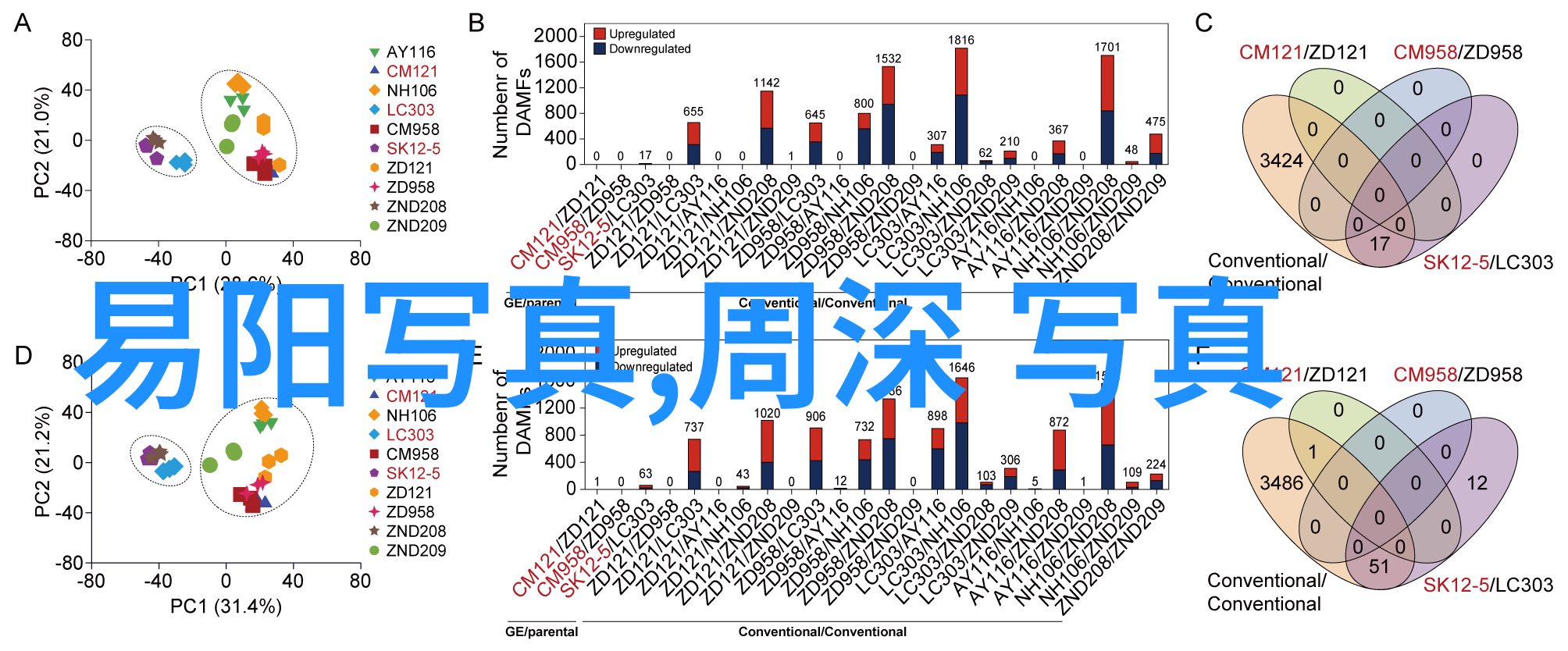 伪装者 电视剧我是你最信任的陌生人