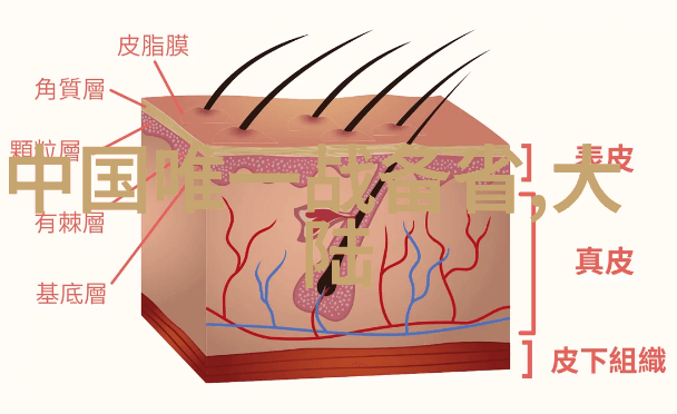 手机相機VS专用照片機为何还需要单独购买一个